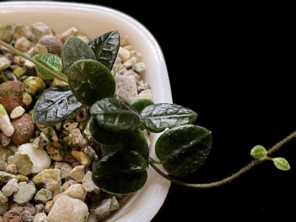 hoya tengchongensis