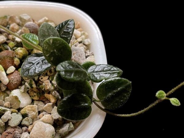 Hoya tengchongensis