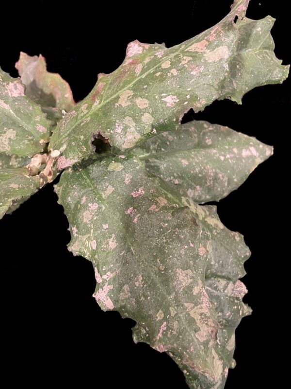 Hoya undulata