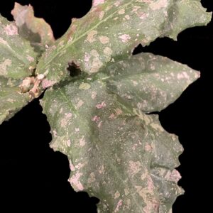 hoya undulata