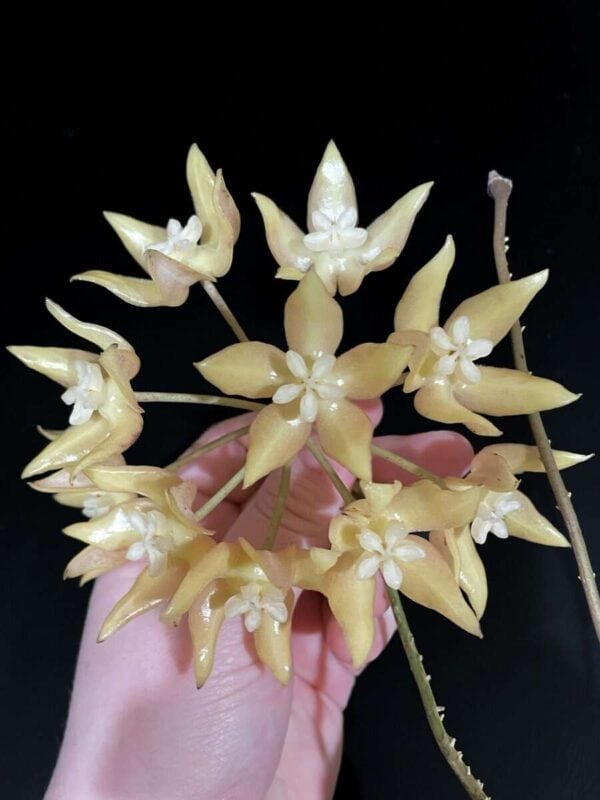 Hoya undulata - Image 2