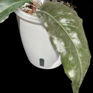 hoya versteegii