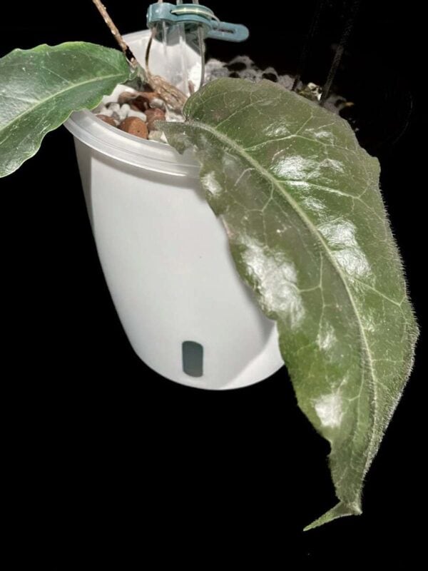 Hoya versteegii