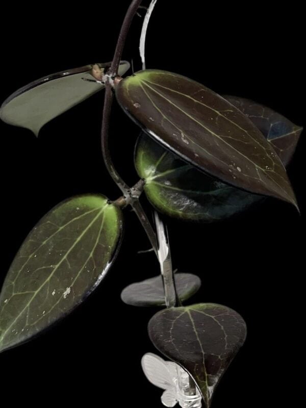 Hoya verticillata ‘Chiang Rai’