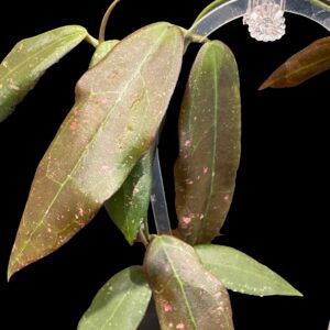 hoya verticillata sp. sulawesi