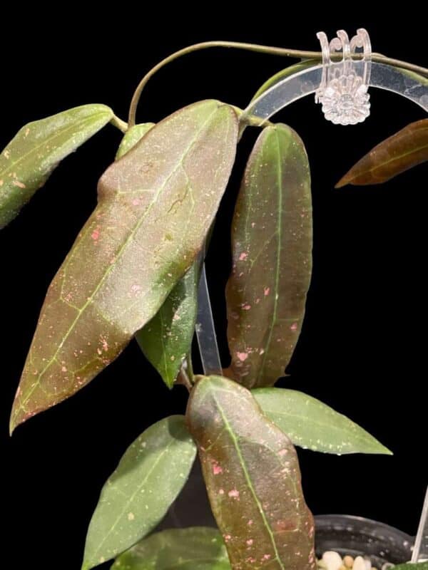 Hoya verticillata sp. Sulawesi
