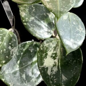 hoya verticillata (splash)