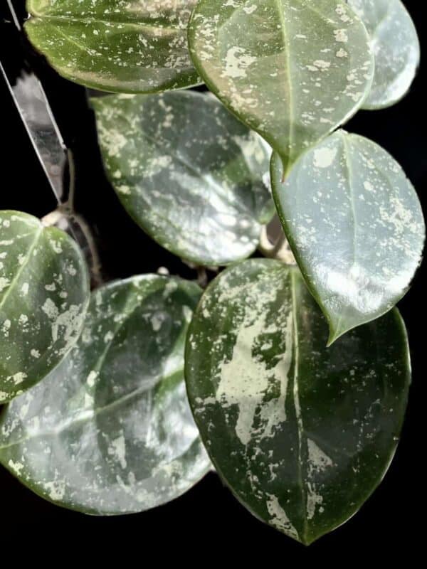 Hoya verticillata (splash)