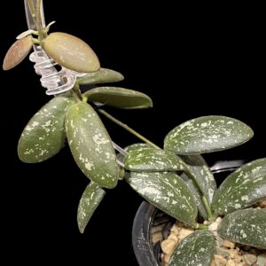 hoya sp. vl9