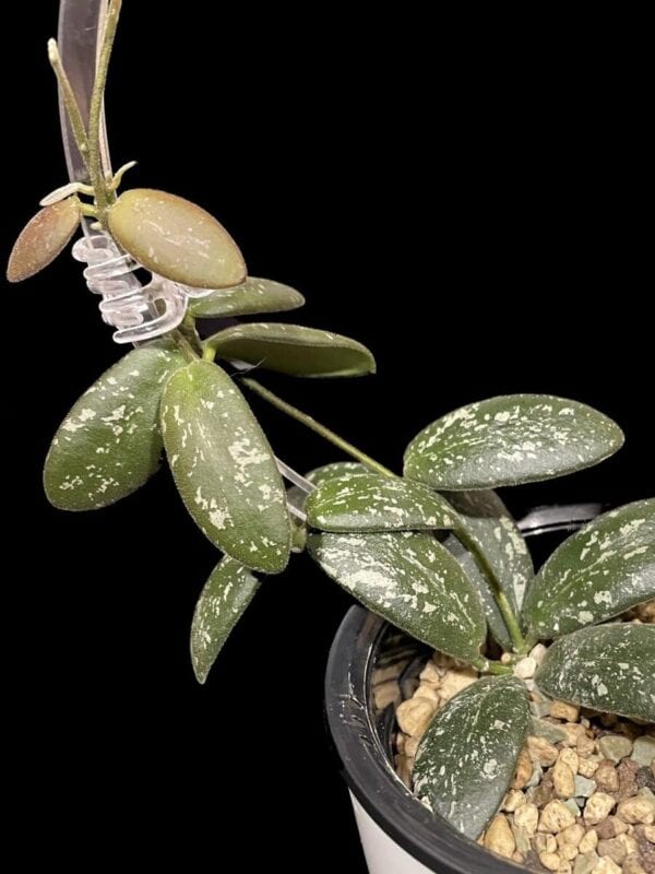 Hoya sp. VL9
