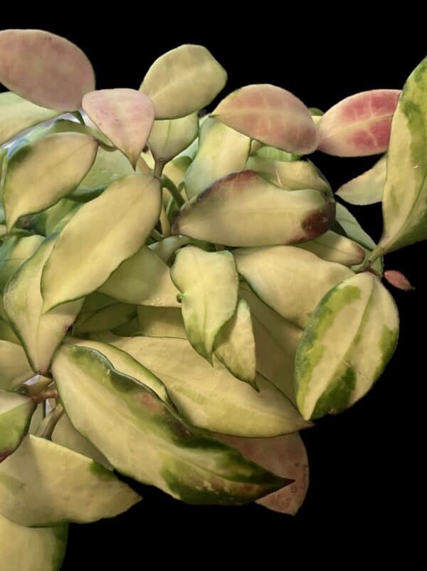hoya walliniana (variegated)