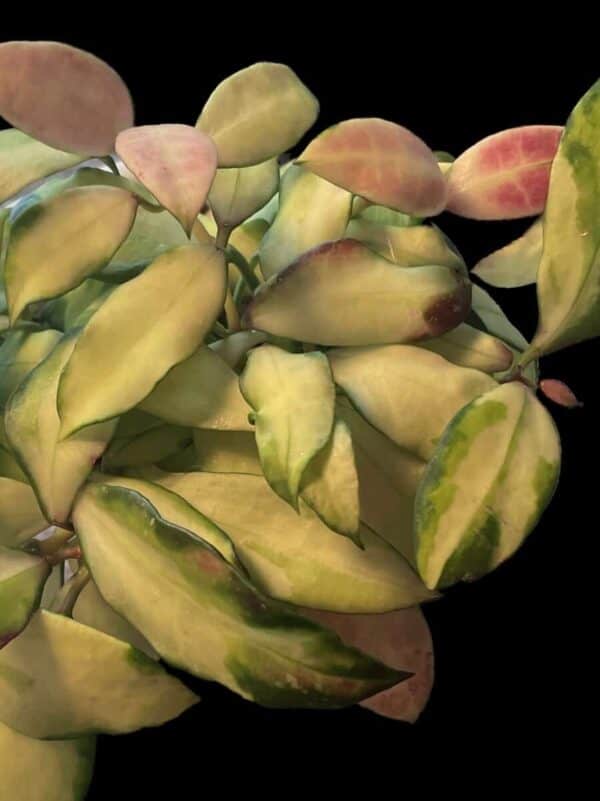 Hoya walliniana (variegated)