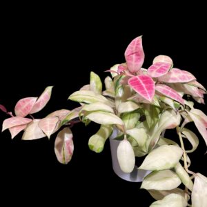 hoya walliniana (variegated)