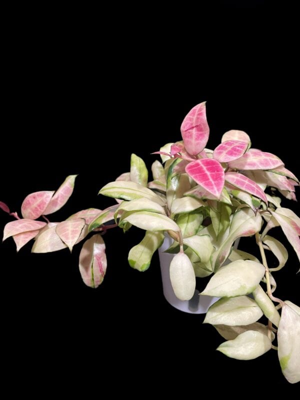 hoya walliniana (variegated)