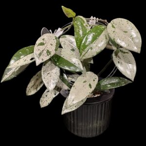 hoya carnosa 'wilbur graves' (china)