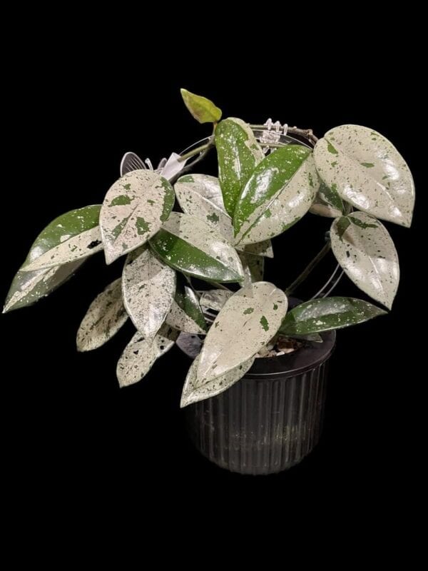 Hoya carnosa 'Wilbur Graves' (China)