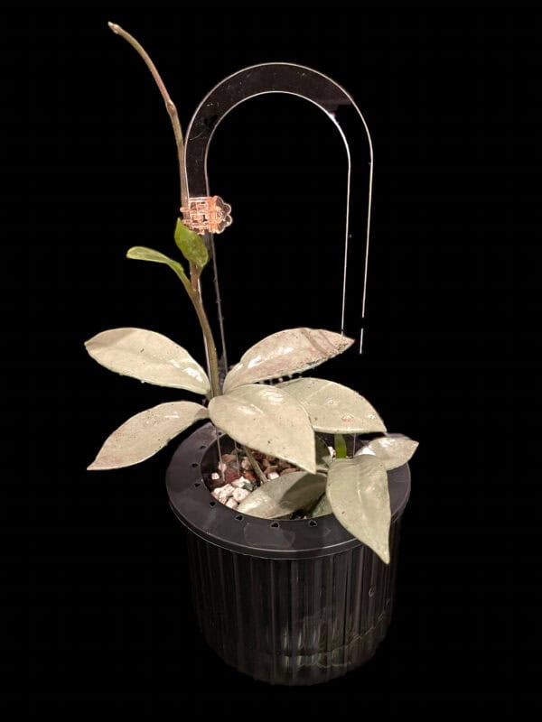 hoya carnosa 'wilbur graves' (silver)