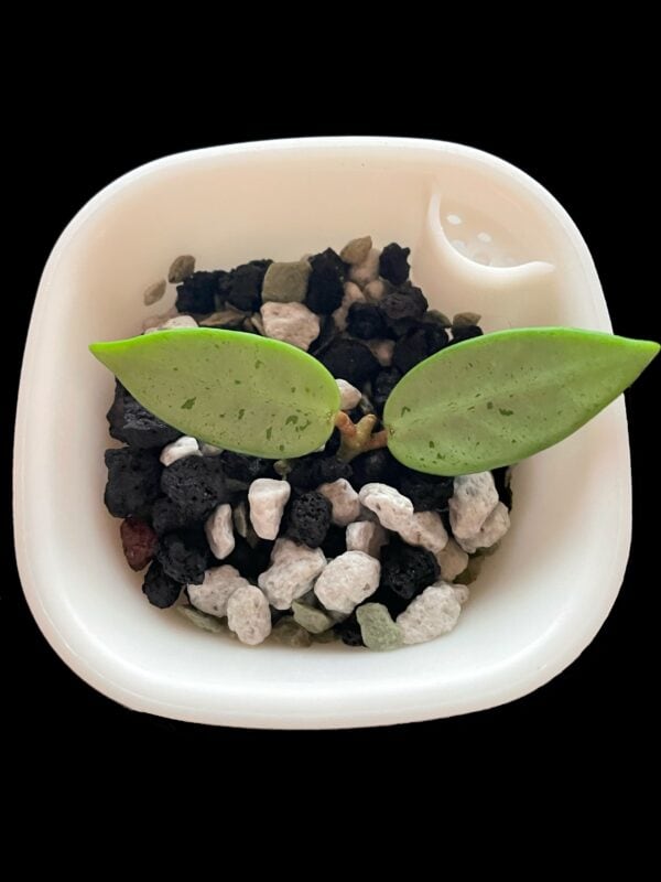 Hoya sp. Lai Chau (silver narrow leaves)