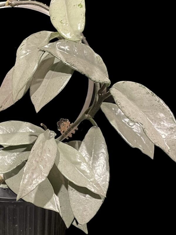 hoya carnosa 'wilbur graves' (silver)