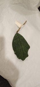 Hoya ‘Irina’