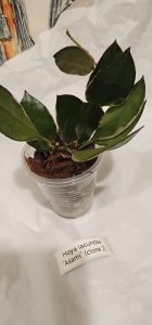 Hoya lacunosa 'Asami' (clone 2)
