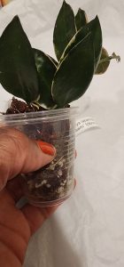 Hoya lacunosa 'Asami' (clone 2)