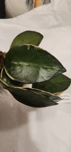 Hoya lacunosa 'Asami' (clone 2)