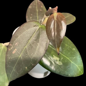 Healthy Hoya plant with dark, glossy leaves and new growth.
