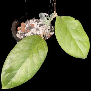 Healthy Hoya AH032 plant with vibrant green leaves and new shoots.