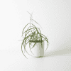 Hoya stenophylla, a unique Hoya plant with slender leaves, displayed in a white decorative pot.