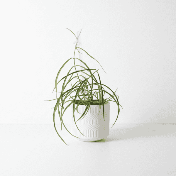 Hoya stenophylla, a unique Hoya plant with slender leaves, displayed in a white decorative pot.