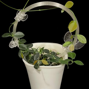 Hoya sp. Papua IM08 with lush green leaves in a white pot, ideal for Hoya plant enthusiasts.