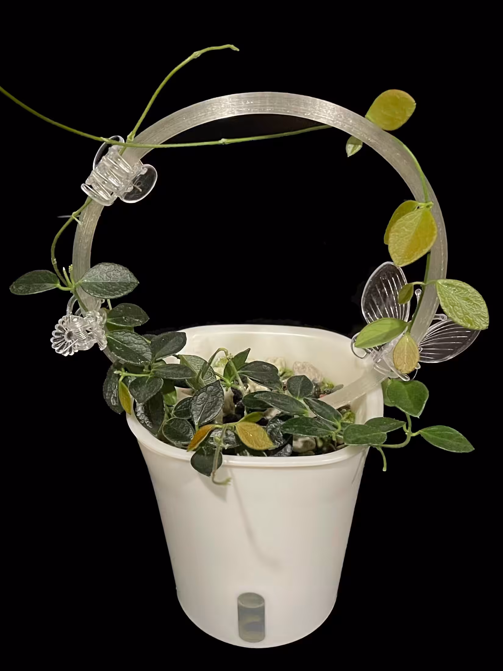 Hoya sp. Papua IM08 with lush green leaves in a white pot, ideal for Hoya plant enthusiasts.