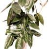 Hoya plant with glossy green leaves in a pot.