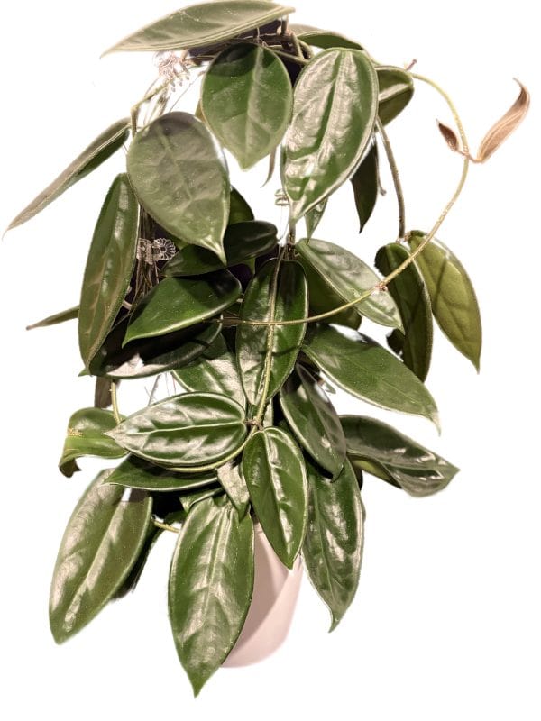 Hoya plant with glossy green leaves in a pot.
