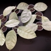 Silver-leaved Hoya coriacea plant for indoor gardening.