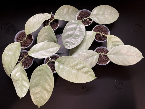 Silver-leaved Hoya coriacea plant for indoor gardening.