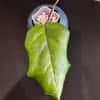 Hoya plant leaf and stem in small pot, showcasing healthy foliage and growth.
