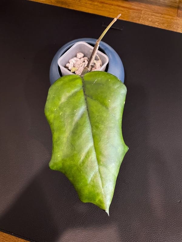 Hoya plant leaf and stem in small pot, showcasing healthy foliage and growth.