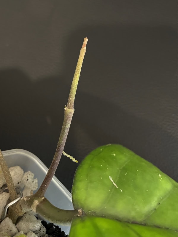 Hoya plant stem and leaf in a pot, showcasing healthy foliage and growth.