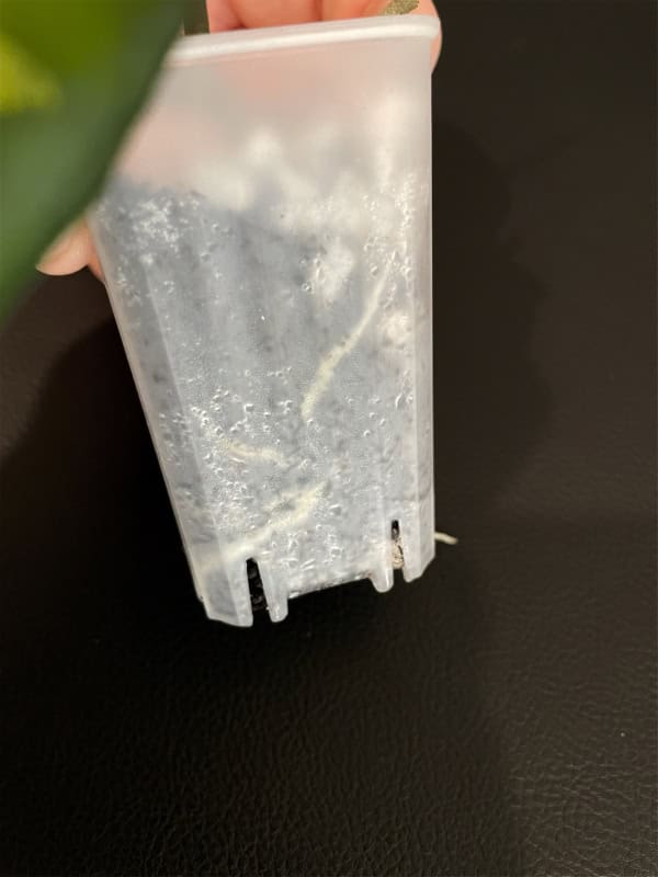 Hoya plant in a clear plastic pot, showcasing its healthy foliage and root system.