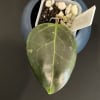 Hoya plant leaf in pot Hoya plant leaf with healthy green foliage in a pot.