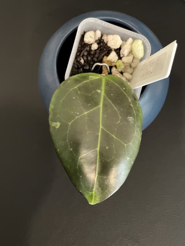Hoya plant leaf in pot Hoya plant leaf with healthy green foliage in a pot.
