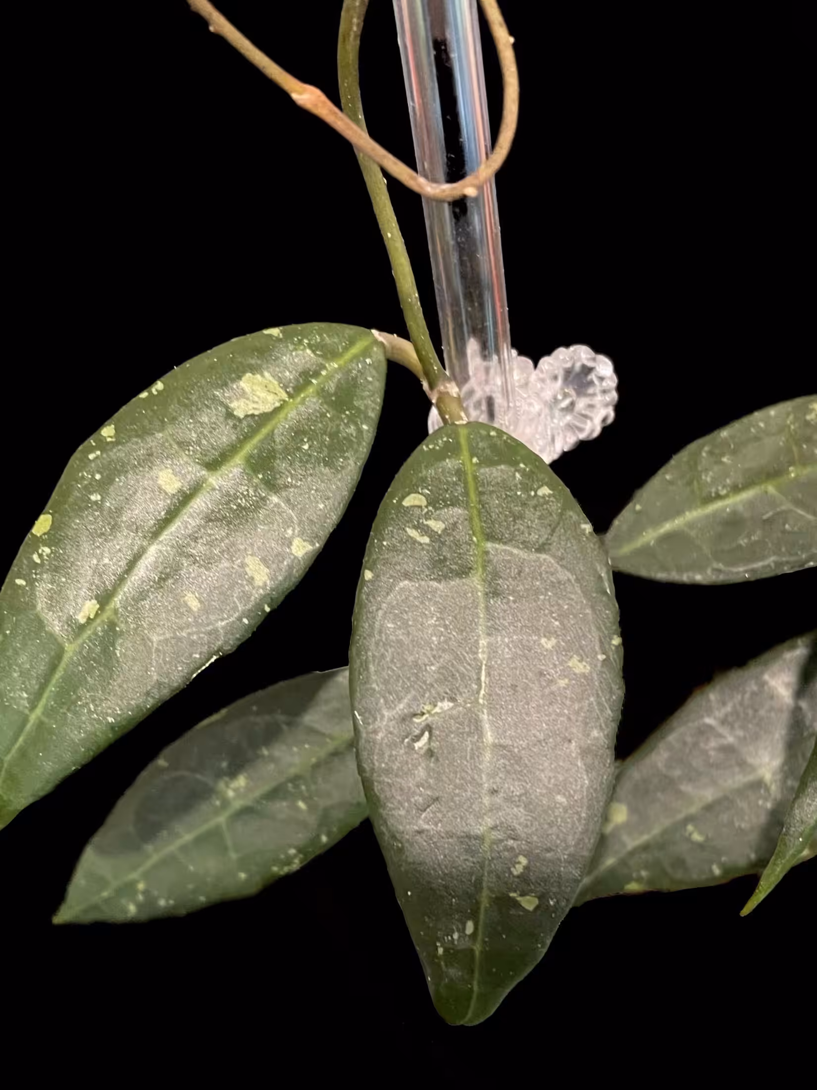 Hoya plant with green leaves and a thin stem, close-up view.