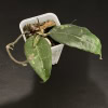 Hoya sp. LIM 04