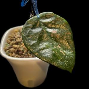 Hoya Lai Chau plant with splash round leaves in a pot.