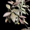 Hoya NAP016 plant with variegated leaves, ideal for Hoya plant enthusiasts.