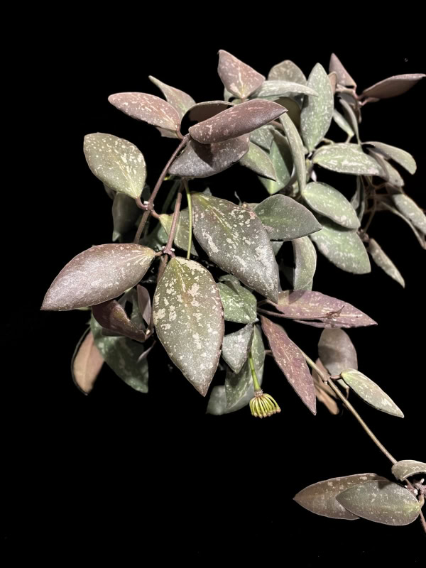 Hoya NAP016 plant with variegated leaves, ideal for Hoya plant enthusiasts.