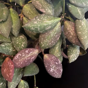 Hoya NAP016 with variegated green and pink leaves.