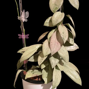 Hoya plant with variegated leaves and delicate flowers in a white pot.